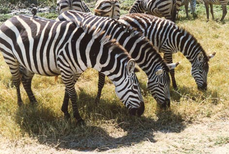 199609zebras.jpg