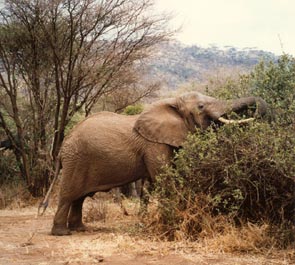 199610olifant.jpg