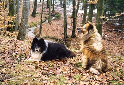 200002sheltiesbos.jpg
