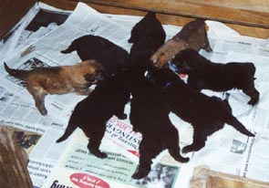 Het hele nest (3,5 week oud)
