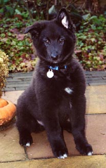 Desso 11,5 week
