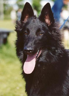 Wat een mooi hondje! (7 mnd)