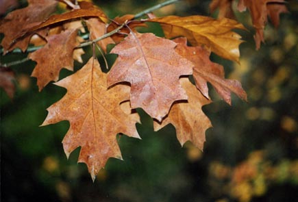 20011027herfstbladeren.jpg