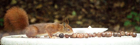 20011030eekhoorn.jpg