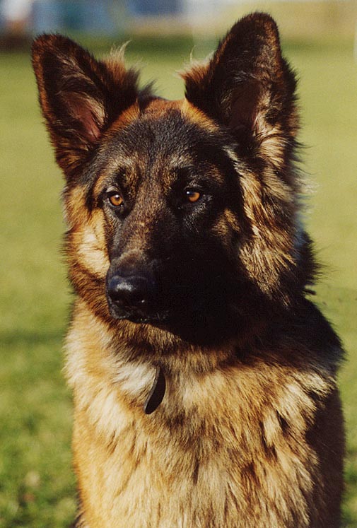 Igor