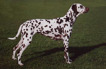 20020213mowglistand.jpg