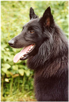 20020526desso19mnd.jpg