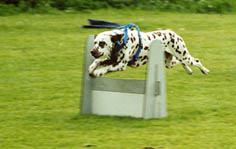 20020526mowgliflyball.jpg