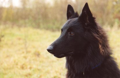 53-4hond.jpg