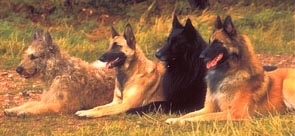 belgische herders